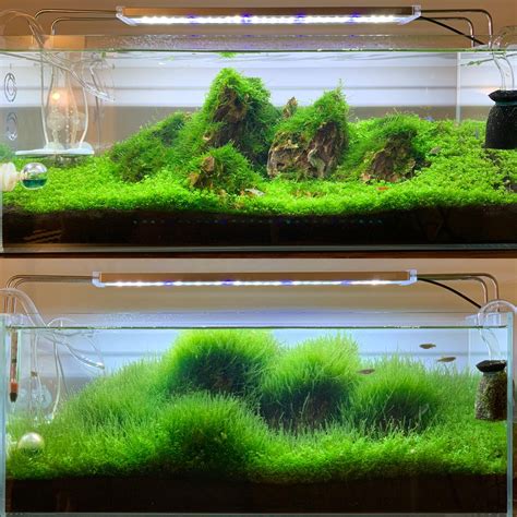 After a few weeks away for work, my iwagumi tank has grown into something... Different : r ...