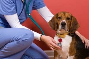 Causes, Symptoms and Treatment for Heart Murmur in Dogs - Best Dog Foods and Holistic Dog Health ...