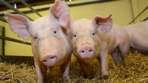 FDA approves first-ever GM animal for use in food and human medicine: GalSafe pigs - Genetic ...