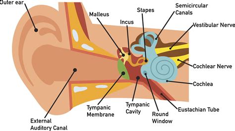 Middle Ear Anatomy and Function