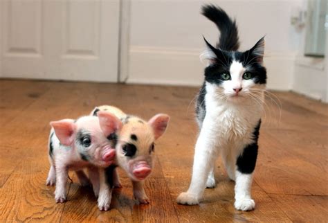 Miniature pig breeds Mayyalino, photos, description