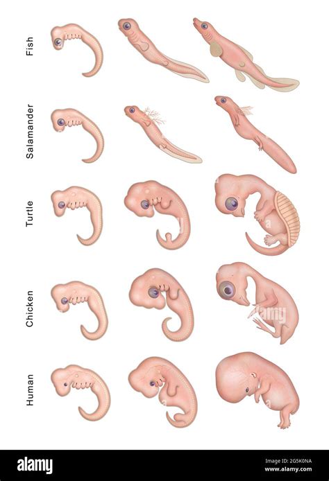 Dog Embryo Stages