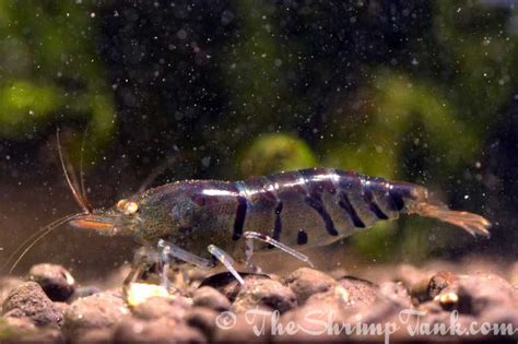 Blue Tiger Shrimp Aquarium | Blue Tiger Shrimp For Sale | Blue Tiger Shrimps - The Shrimp Tank