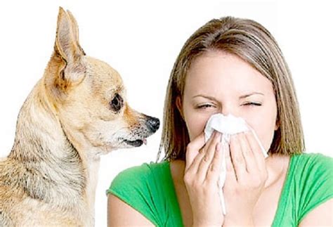 Defeating Dander: How to Handle Pet allergies