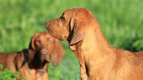 Redbone Coonhound - Price, Temperament, Life span