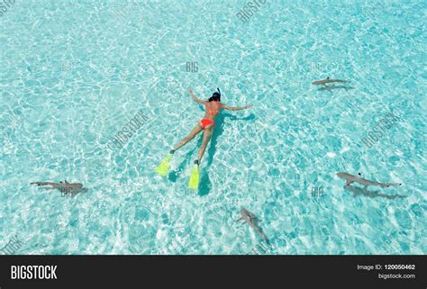 Girl Snorkeling Sharks Image & Photo (Free Trial) | Bigstock