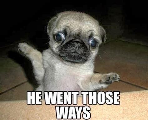 The Best Pug Memes on the Internet