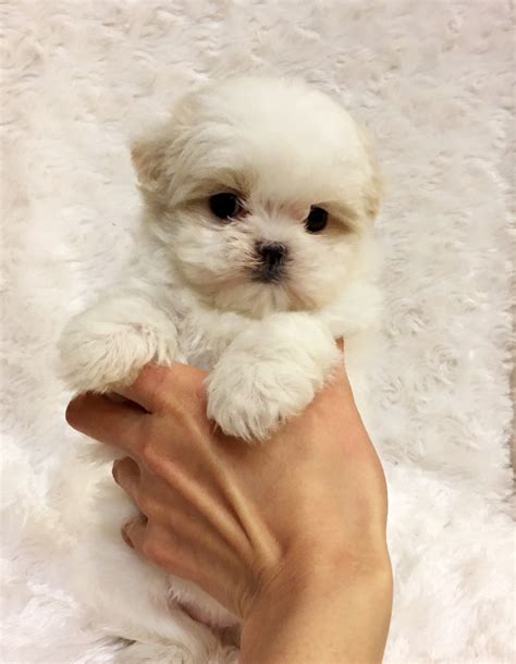 Best 10 Toy Maltese Puppies Reviews And Buying Guide in 2023 - Paws Dynasty