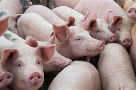 GalSafe pigs is the science the food sector needs to embrace | AGAILY