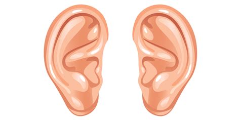 Cartoon Ears transparent PNG - StickPNG