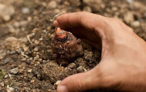 How to Plant Elephant Ear Bulbs at Home | Balcony Garden Web