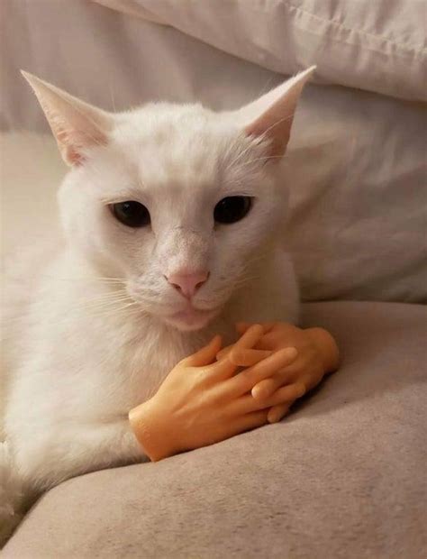 white cat | Cats with Prosthetic Hands | Know Your Meme