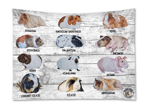 Piggies Choice Guinea Pig Breed Wall Hanging Tapestry Depicting all Breeds