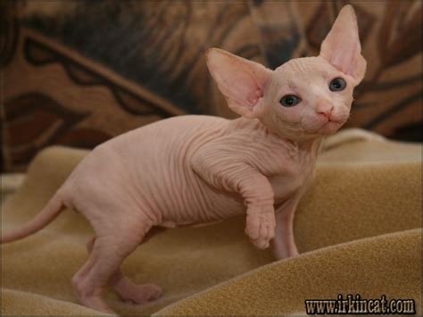 The Number One Question You Must Ask for Hairless Kittens For Adoption | irkincat.com