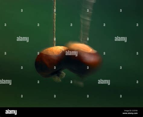 A conker striking another conker Stock Photo, Royalty Free Image: 42125359 - Alamy