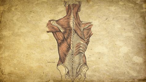 Human Anatomy Wallpapers - Wallpaper Cave