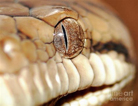 Spotted Python Eye Photograph by Howard Ferrier