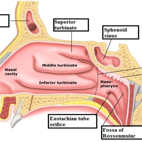 Diagram Of The Nose And Nasal Cavity