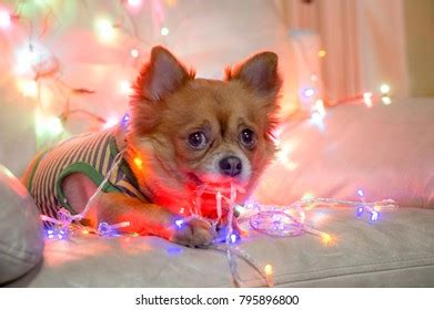 Shiba Inu Dog Wrapped Christmas Lights Stock Photo 140532652 | Shutterstock