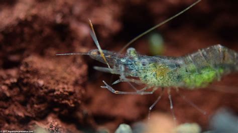 Ghost Shrimp Care, Food, Lifespan, Habitat & Videos