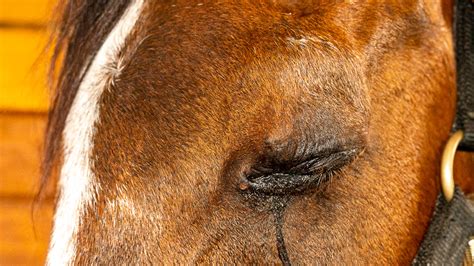 Ocular System In Horses – Eye Injuries – The Horse's Advocate