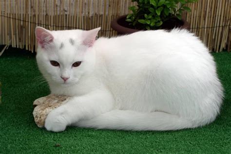 List of White Cat Breeds With Pictures