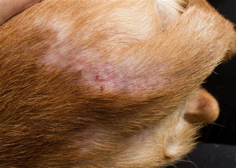 Flea Bites on Dogs: What Do They Look Like? | Great Pet Care