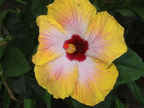 MASTER GARDENER: How to get whiteflies off hibiscus – Press Enterprise