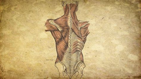 Anatomy Wallpapers - Top Free Anatomy Backgrounds - WallpaperAccess