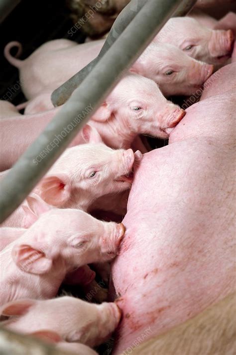 Pig farming - Stock Image - C012/5494 - Science Photo Library