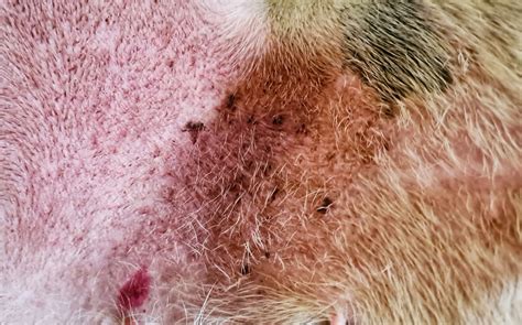 Brown Spots On Dog Skin? What Canine Freckles Or Dark Spots Mean - PawSafe