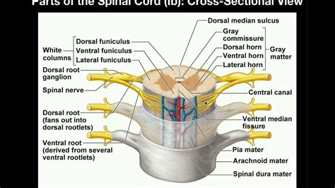 Anatomy | Anatomy of the Spinal Cord and Nerves - YouTube