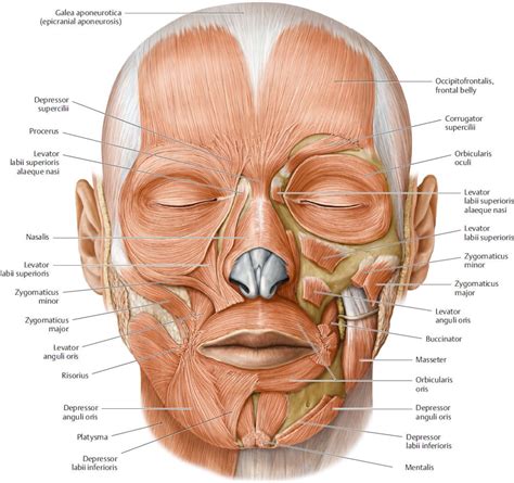 Facial Muscles Anterior View Poster, Anatomy Poster, Muscles of Facial Expression, Overview - Etsy