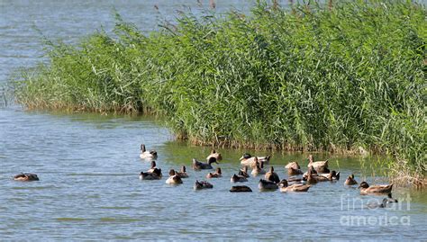 Flushing Meadow Park Ducks Nature Photograph by Chuck Kuhn - Fine Art America