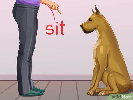 How to Train Big Dogs: 15 Steps (with Pictures) - wikiHow