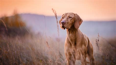 11 Best Dogs for Hiking and Outdoor Adventures