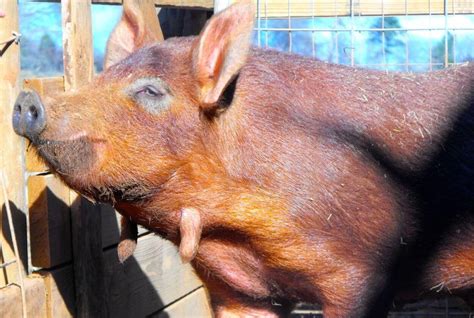 Red Wattle Pig: Hardy and Adaptable, Tasty Meat, Generous Litter Size, and Rapid Growth – FarmerDB