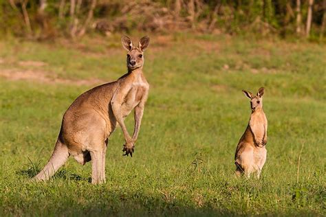 What Animals Live In The Australian Outback? - WorldAtlas