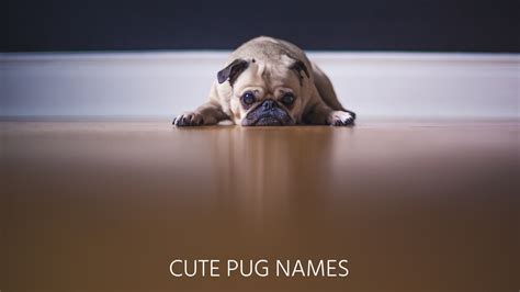 Ultimate List of the Top 600+ Pug Dog Names - Cute and Popular Puppy Name Ideas