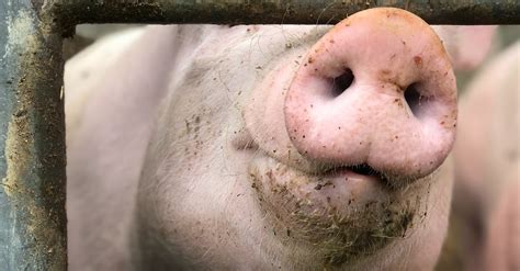 Close-Up Shot of a Pig Snout · Free Stock Photo