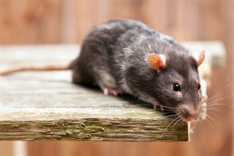 5 Common Rodents Every Homeowner Should Know About