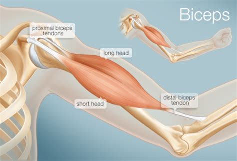 Proximal Biceps Tendon Tear | Eastside Medical Group | Cleveland, OH