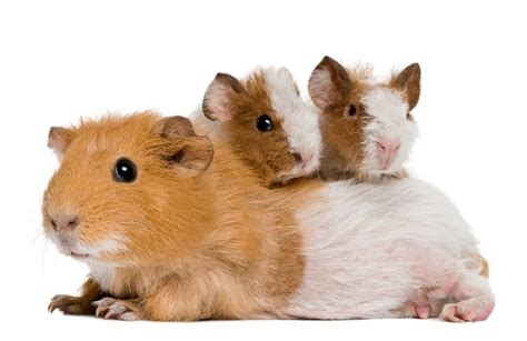 Popular Rodent Pets - Learn About Nature