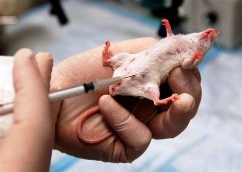 For the Welfare of Laboratory Animals