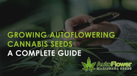 Autoflower Grow Guide | Growing Marijuana | Autoflower MJ Seeds