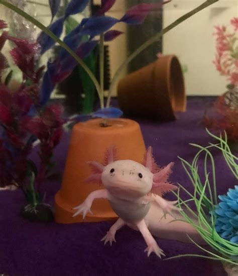 6 Fun Accessories for an Axolotl Tank - PetHelpful