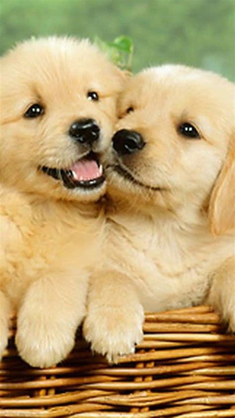 Cute puppies Wallpaper for mobile phone, tablet, desktop computer and other devices HD and 4K ...