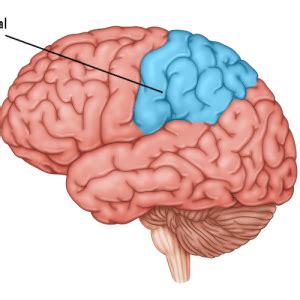 Occipital Lobe Stroke: Effects, Rehabilitation, & Outlook