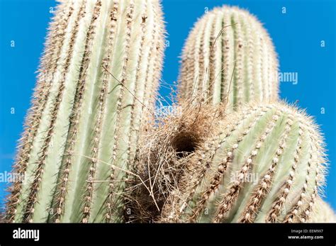 Bird's nest in saguaro cactus, Saguaro National Park, Arizona, United States Stock Photo - Alamy