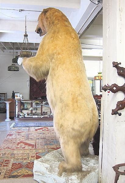 Lot - WORLD RECORD CLASS ALASKAN POLAR BEAR TAXIDERMY